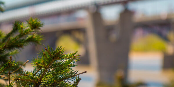 в Новосибирск