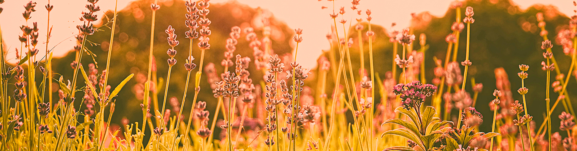 Авиакасса №1 в Йошкаре-Оле